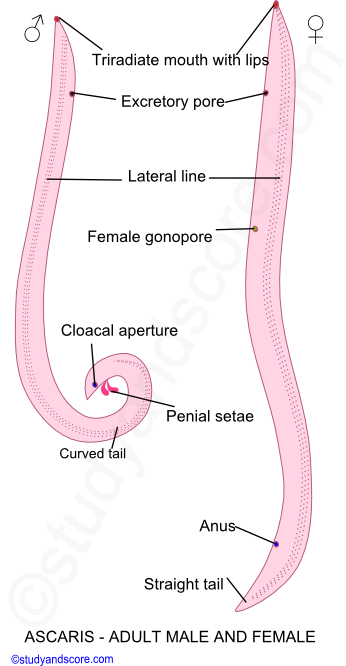 Ascari structure, ascaris male adult, Ascaris female adult, Ascaris Curved tail, Ascaris cloacal aperture with Penial Setae